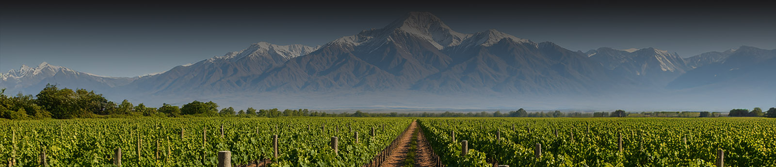 Vinos Argentina